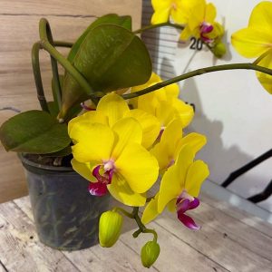 Alternative view of Фаленопсис Каскаден #305