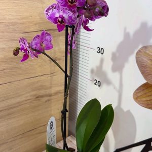 Alternative view of Фаленопсис  1-2 цв.  #108