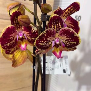 Фаленопсис 2 цв. 2цв. #206