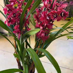 Alternative view of Цимбидиум  #62