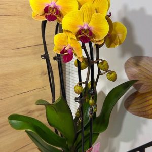 Alternative view of Фаленопсис 2цв. Каскадна  #221