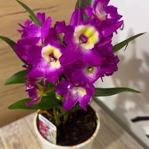 Арома Дендробиум #101