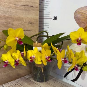 Фаленопсис Каскаден #305