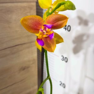 Фаленопсис Пелорик 2 цв. 2цв. #205