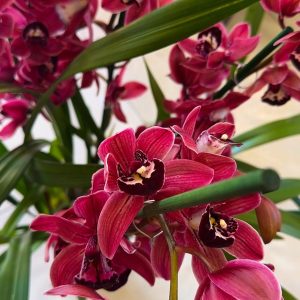 Цимбидиум #62