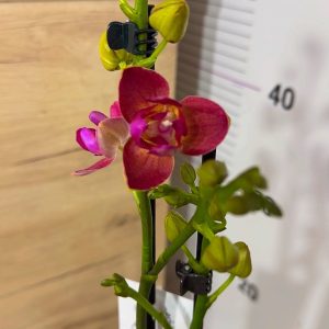 Фаленопсис Пелорик 2 цв. 2цв. #204