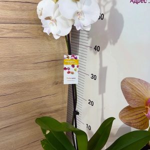 Alternative view of ТОП ЦЕНА! Фаленопсис  1 цв.  #304