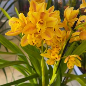 Цимбидиум #58