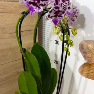 Alternative view of Фаленопсис 2цв. Каскадна  #218