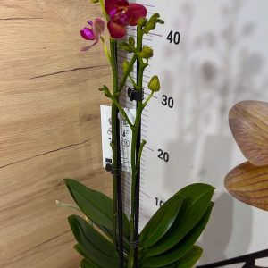 Alternative view of Фаленопсис Пелорик 2 цв.  2цв. #204