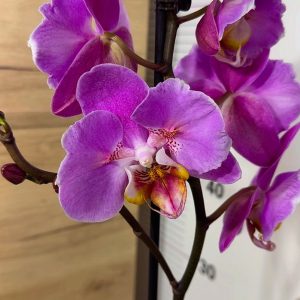 Alternative view of Фаленопсис Пелорик 1 цв.  #212