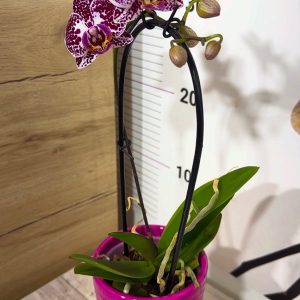 Alternative view of Фаленопсис ф9 с подарък кашпа  #104
