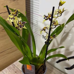 Alternative view of Ароматна Орхидея - микс ф9  #221
