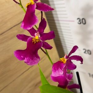 Ароматна Орхидея - микс ф9 #223