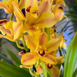 Цимбидиум #61