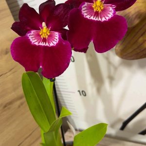 Alternative view of Ароматна Орхидея - микс ф9  #215