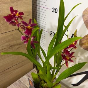 Alternative view of Ароматна Орхидея - микс ф9  #222