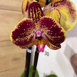 Alternative view of Фаленопсис 2 цв.  2цв. #206