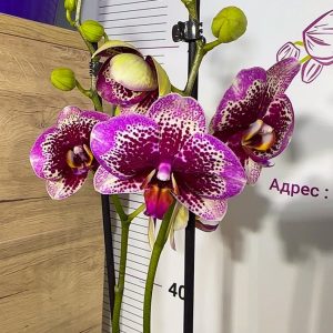 Фаленопсис Elegante Dream Diamond 2 цв. #216