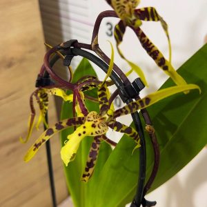 Ароматна Орхидея - микс ф9 #224