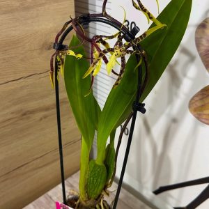 Alternative view of Ароматна Орхидея - микс ф9  #224