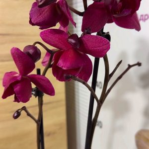 Фаленопсис Пелорик 2 цв. 2цв. #206