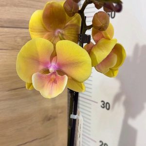 ТОП ЦЕНА! Фаленопсис 1 цв. #301