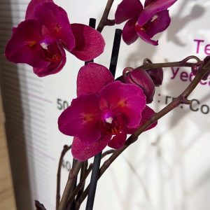 Фаленопсис Пелорик 2 цв. 2цв. #211