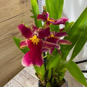 Ароматна Орхидея - микс ф9 #222