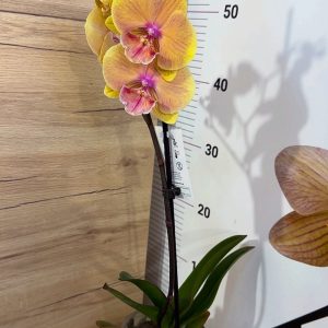 Alternative view of ТОП ЦЕНА! Фаленопсис  1 цв.  #305