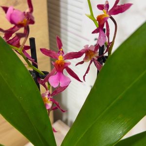 Ароматна Орхидея - микс ф9 #218