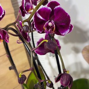 Фаленопсис Каменна роза 2цв. Каскадна #215