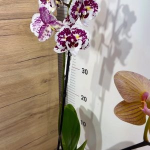 Alternative view of Фаленопсис Пелорик  1цв. #206