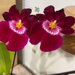 Ароматна Орхидея - микс ф9 #215