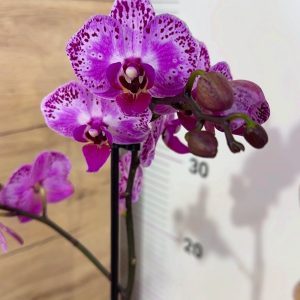 Фаленопсис 1-2 цв. #108