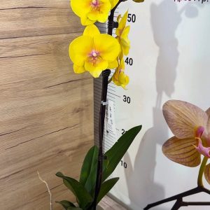 Alternative view of ТОП ЦЕНА! Фаленопсис  1 цв.  #306