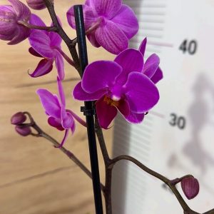 Фаленопсис 1-2 цв. #111