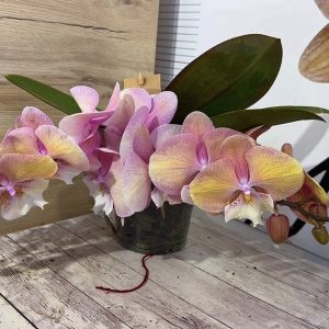 Фаленопсис Каскаден #301