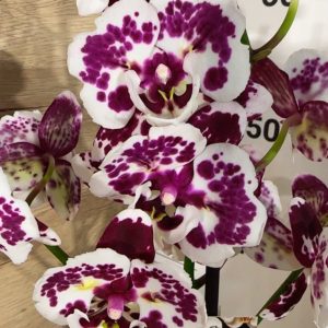 Фаленопсис Пелорик  1цв. #206