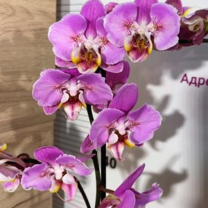 Фаленопсис Пелорик 1 цв.  #212