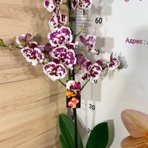 Alternative view of Фаленопсис Пелорик  1цв. #206