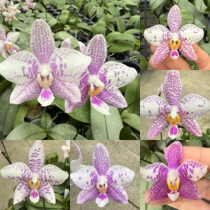Phalenopsis Philippinensis x Jennifer palermo 2.5 #150