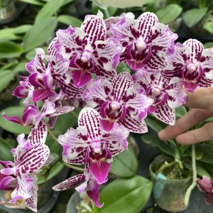 Phalenopsis Little Princess Lace Dolly’ 2.5 #134-1