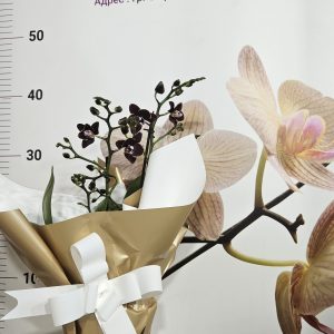 Alternative view of Орхидея  Фаленопсис  с опаковка  #154