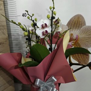 Alternative view of Орхидея  Фаленопсис  с опаковка  #151