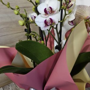 Орхидея  Фаленопсис  с опаковка  #151