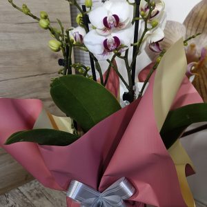Орхидея  Фаленопсис  с опаковка  #151