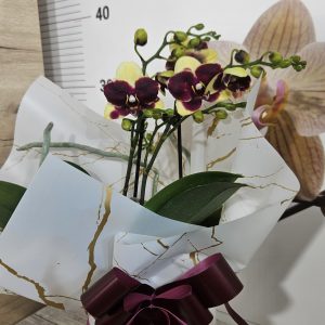 Alternative view of Орхидея  Фаленопсис  с опаковка  #158