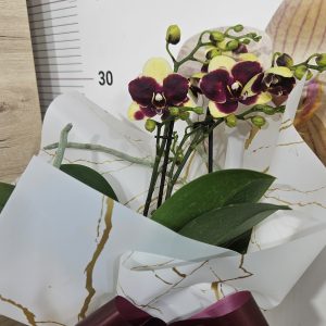 Орхидея  Фаленопсис  с опаковка  #158