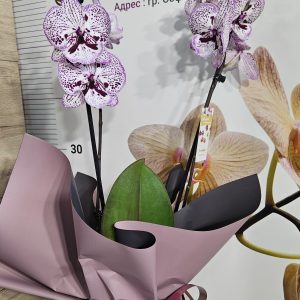 Alternative view of Орхидея  Фаленопсис  с опаковка  #152